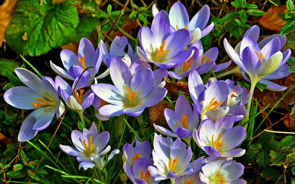 8_crocus.jpg