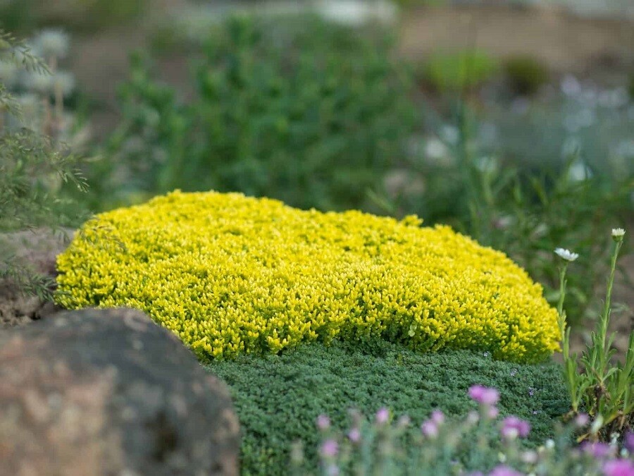 Sedum acre Yellow Queen2