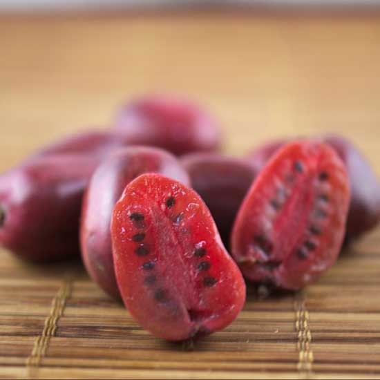 kens red kiwi plod