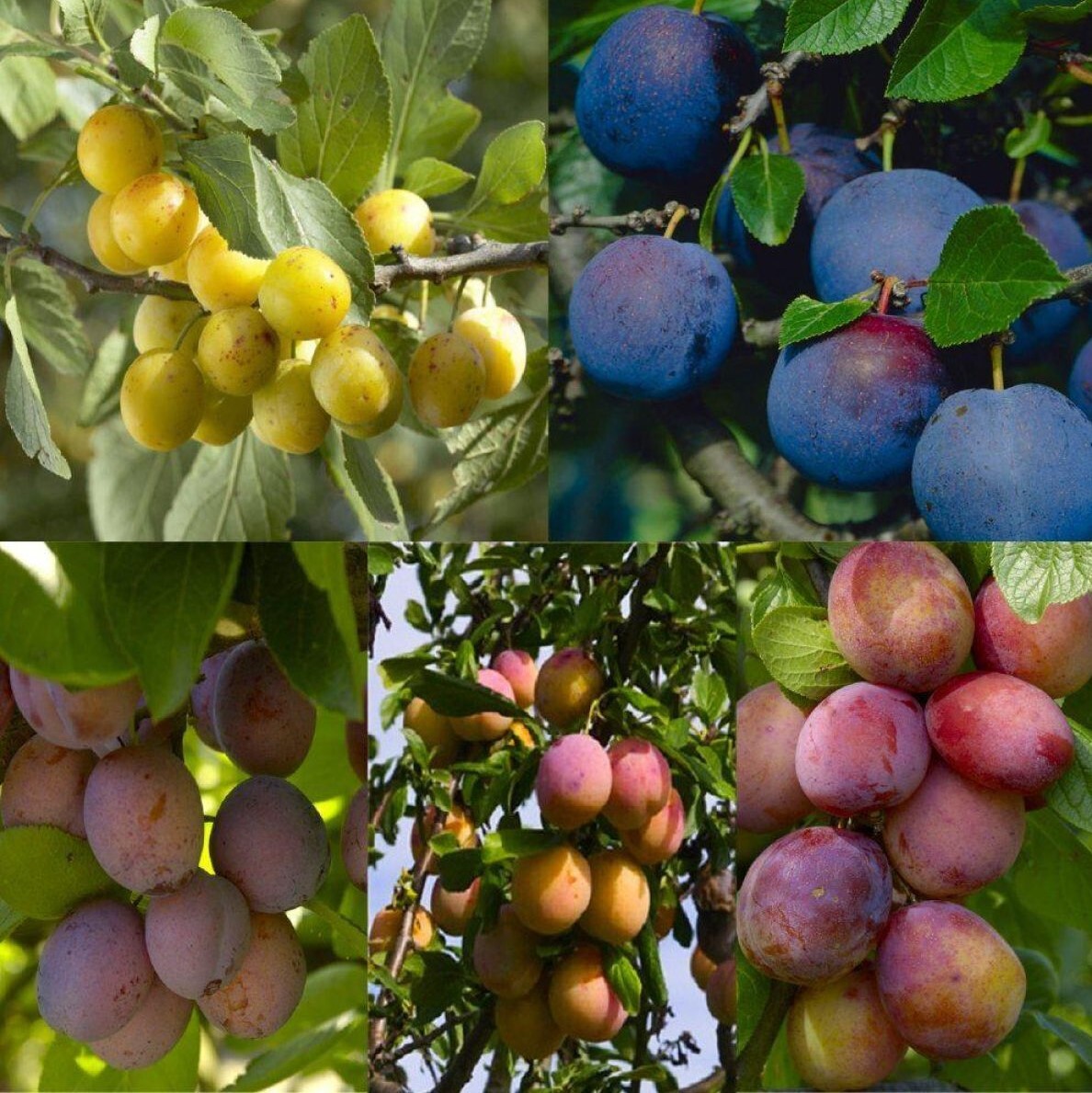 2E7B0720A92D8A7C45A51C7C5C0DDAB1