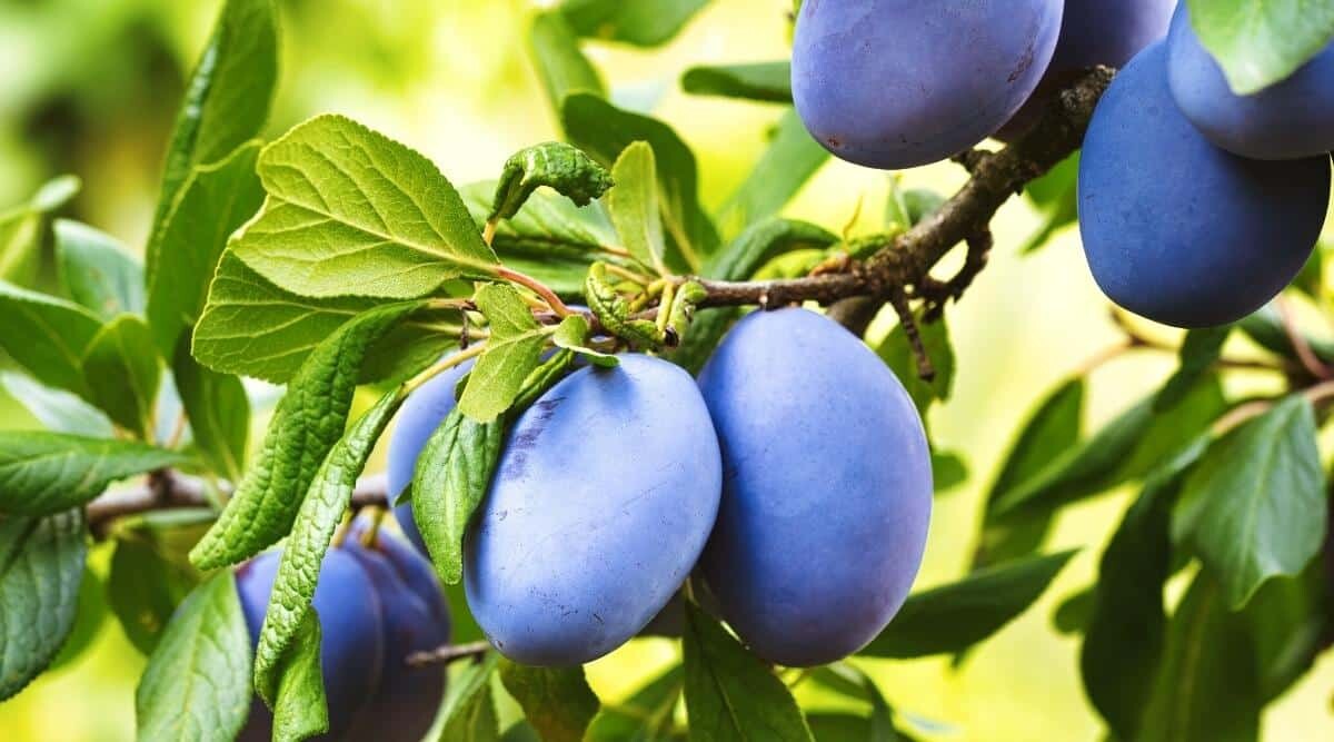 dwarf fruit trees 2