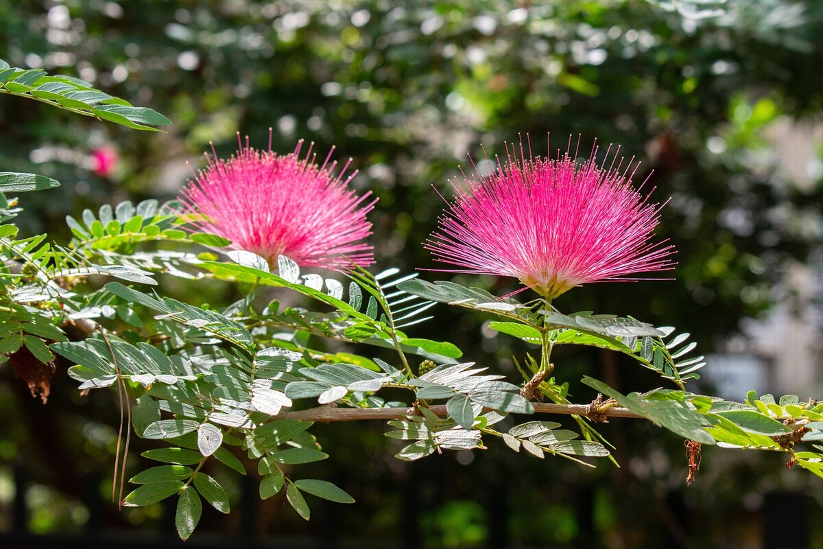 flower 4571370 1280