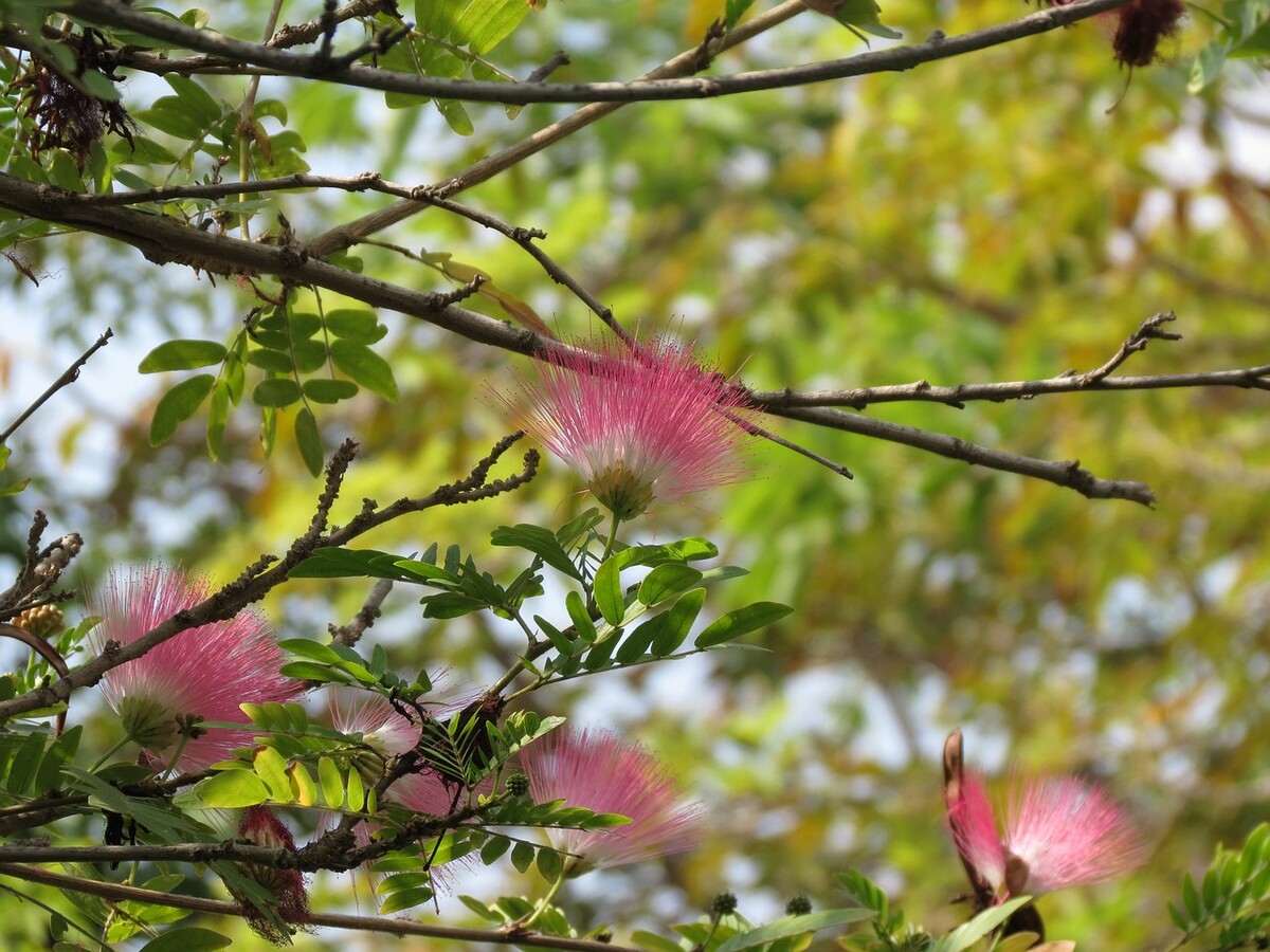 albizia 3732780 1280