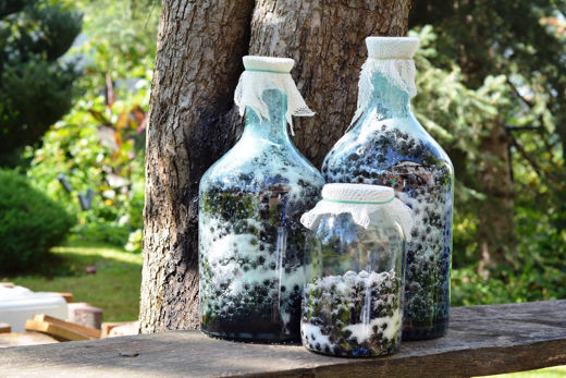 aronia vyuzitie