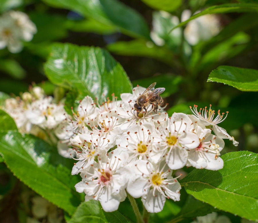pestovanie aronia 1
