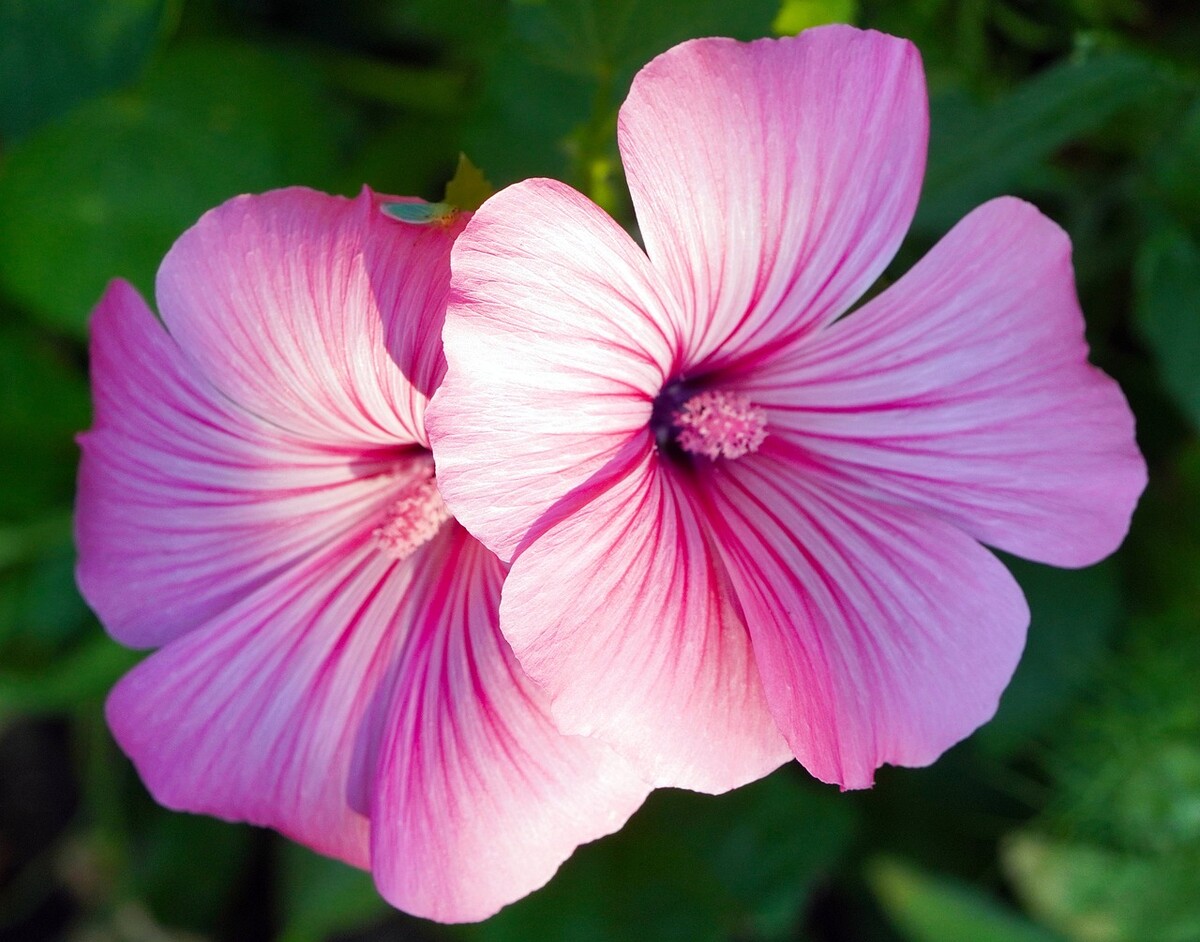 flowers 7406330 1280