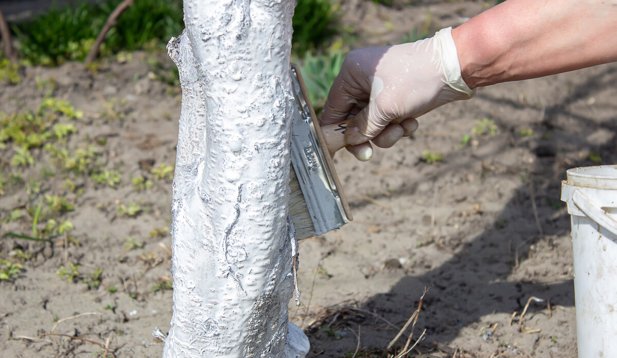 Whitewashing of fruit trees in spring. Care of the garden. Hand with a brush paints a tree to protect it from harmful insects. Pest control.