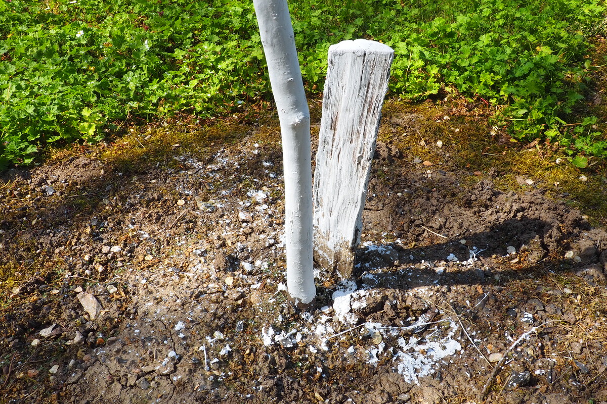 Spring work in the garden. Whitewashing of trees in spring. The young tree is whitewashed to protect against rodents. Young fruit tree seedlings and a wooden block dug into the ground