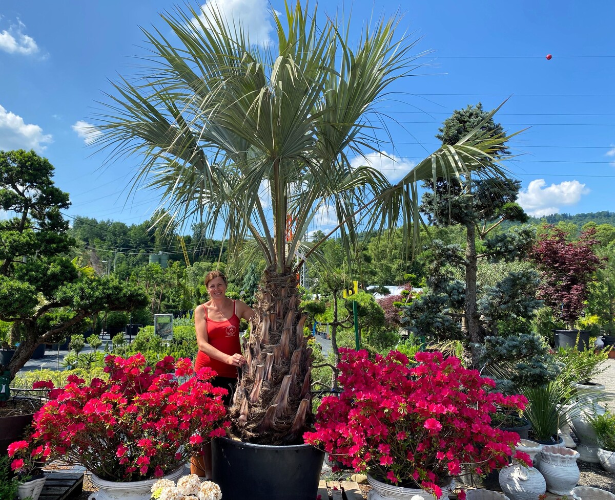 palmy clanok 10