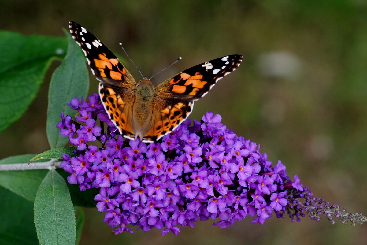 vanessa cardui 4401927 1280