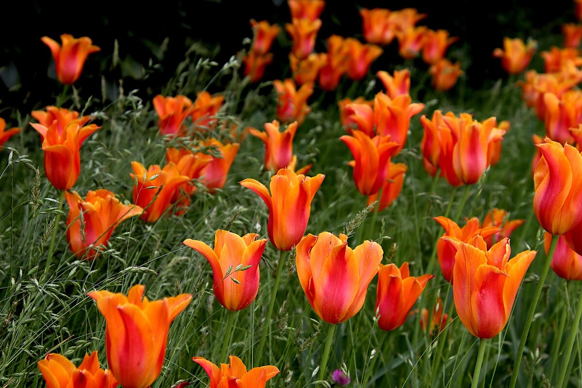 tulipany kvitnutie