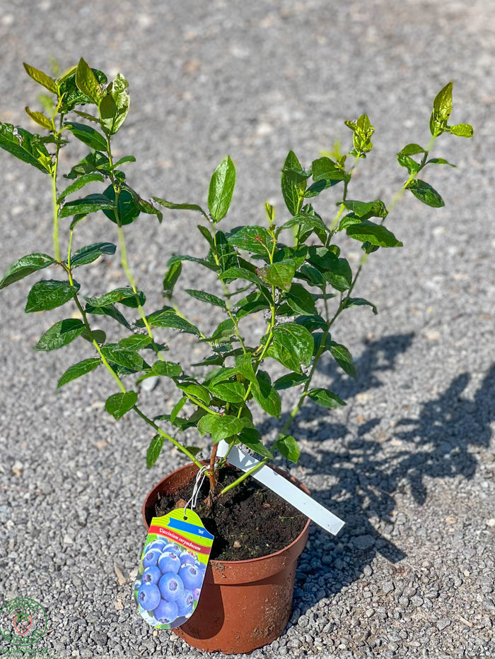stanovisko vysadba cucoriedky 2