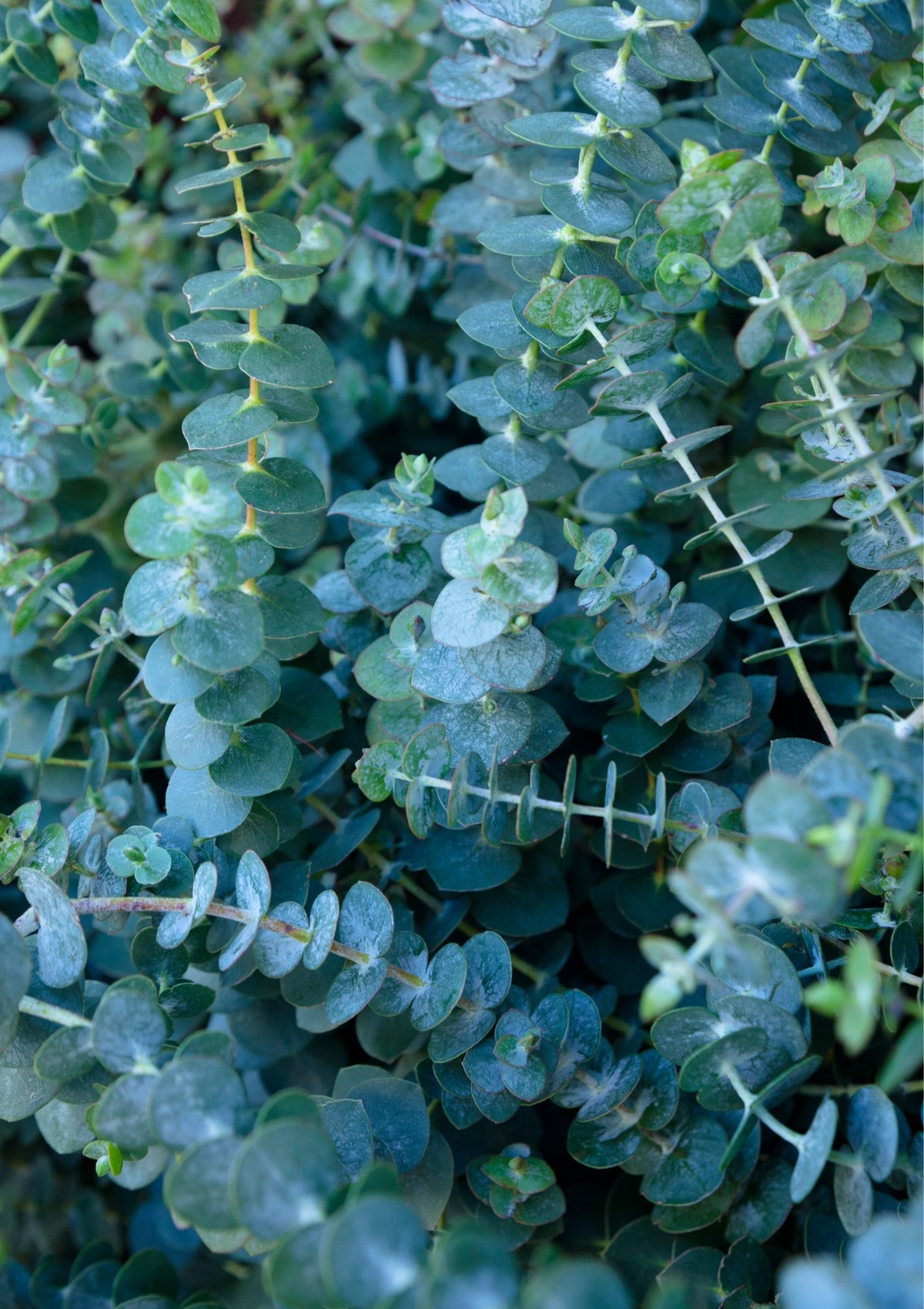 eucalyptus listy