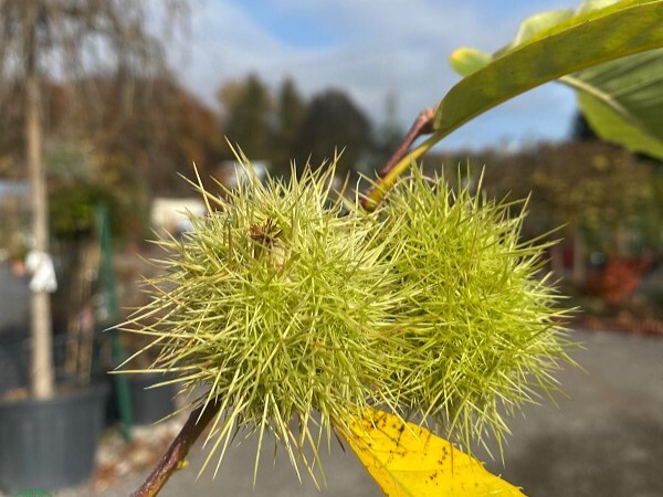 gastan jedly castanea