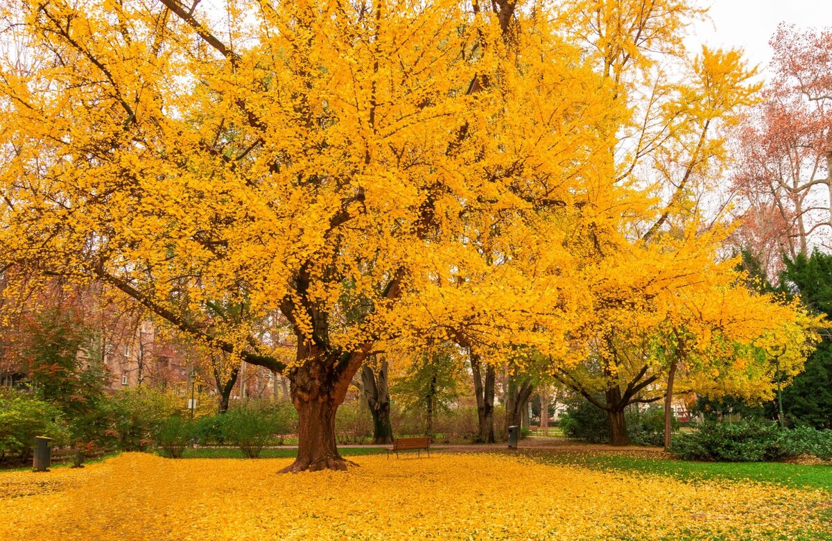 ginko biloba stromy