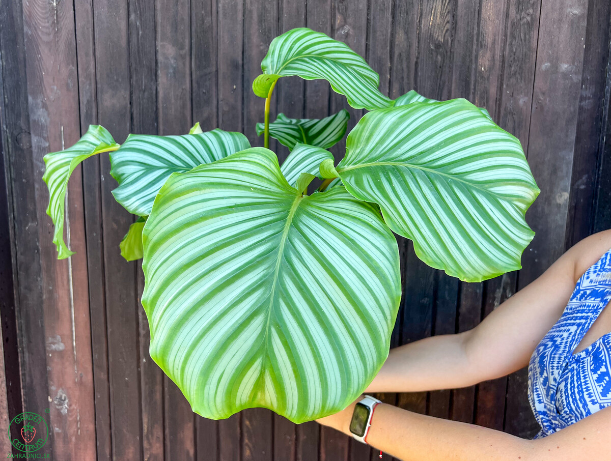 kalatea gulatolista calathea orbifolia