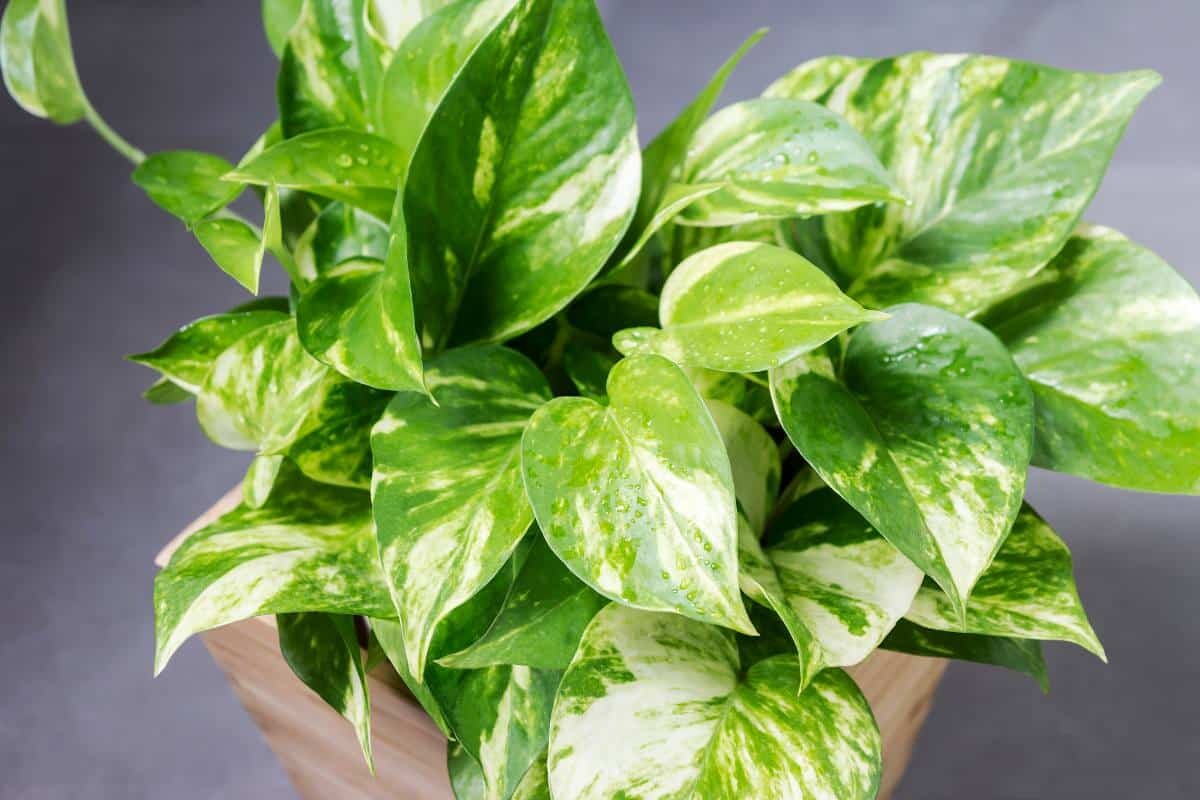 Epipremnum aureum zaver