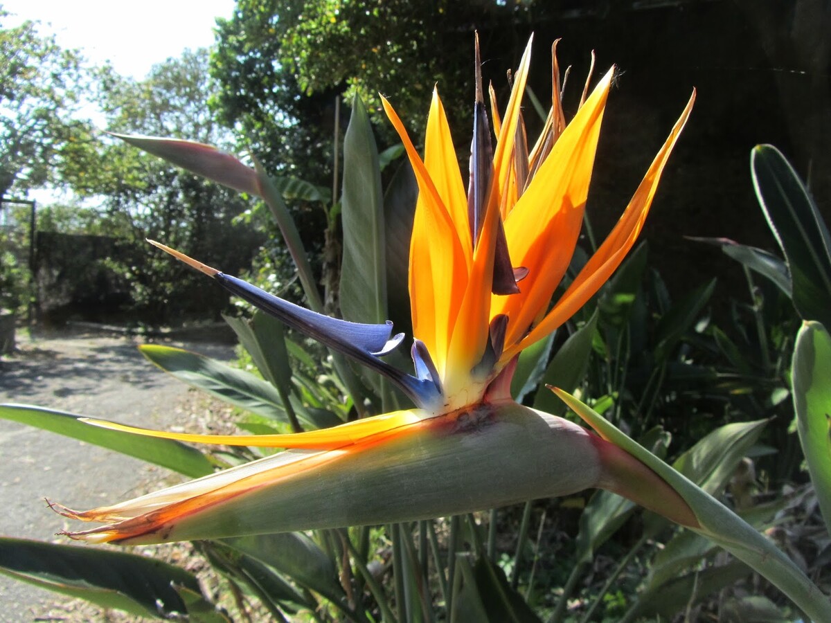 Fiore Strelitzia reginae