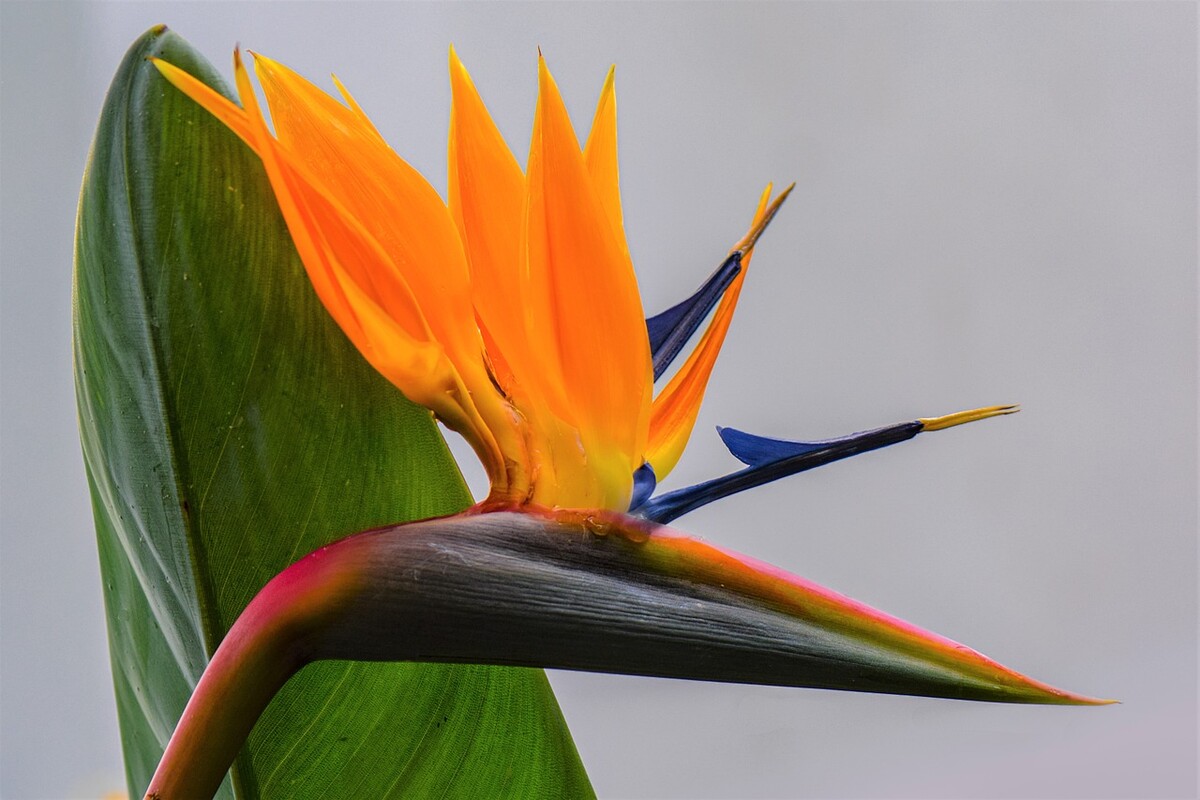 flower 7065994 1280