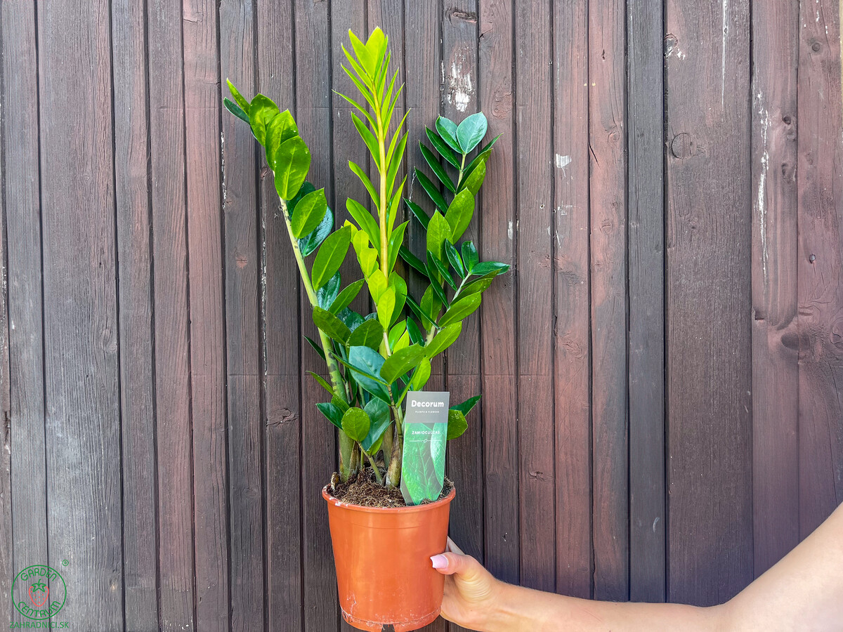 zamiokulkas zz zamioculcas zamifolia