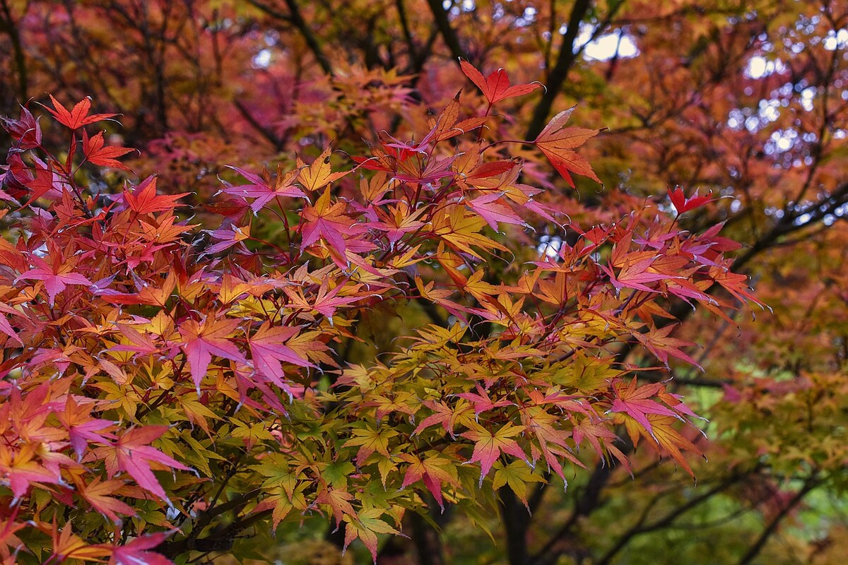 japanese maple 1892821 1280