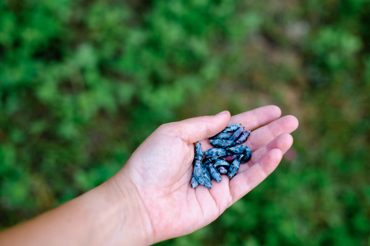 Hand picks blue berries.