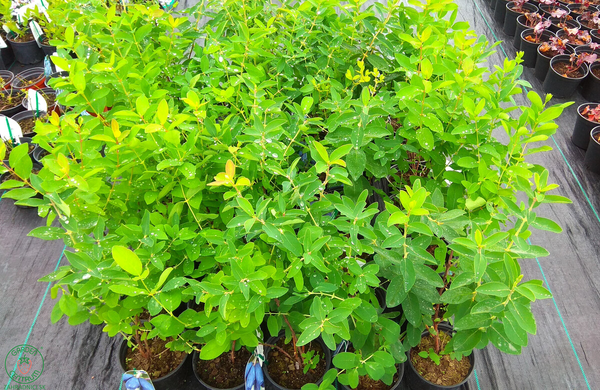 zemolezy lonicera kamtschatica