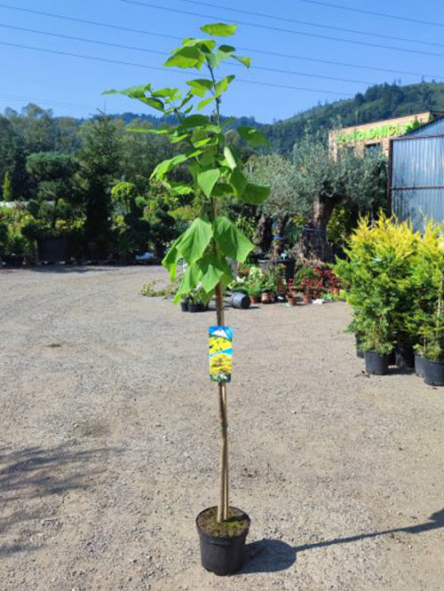 katalpa bignoniovita aurea