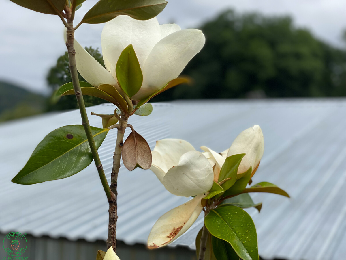 magnolia grandiflora kvety 3