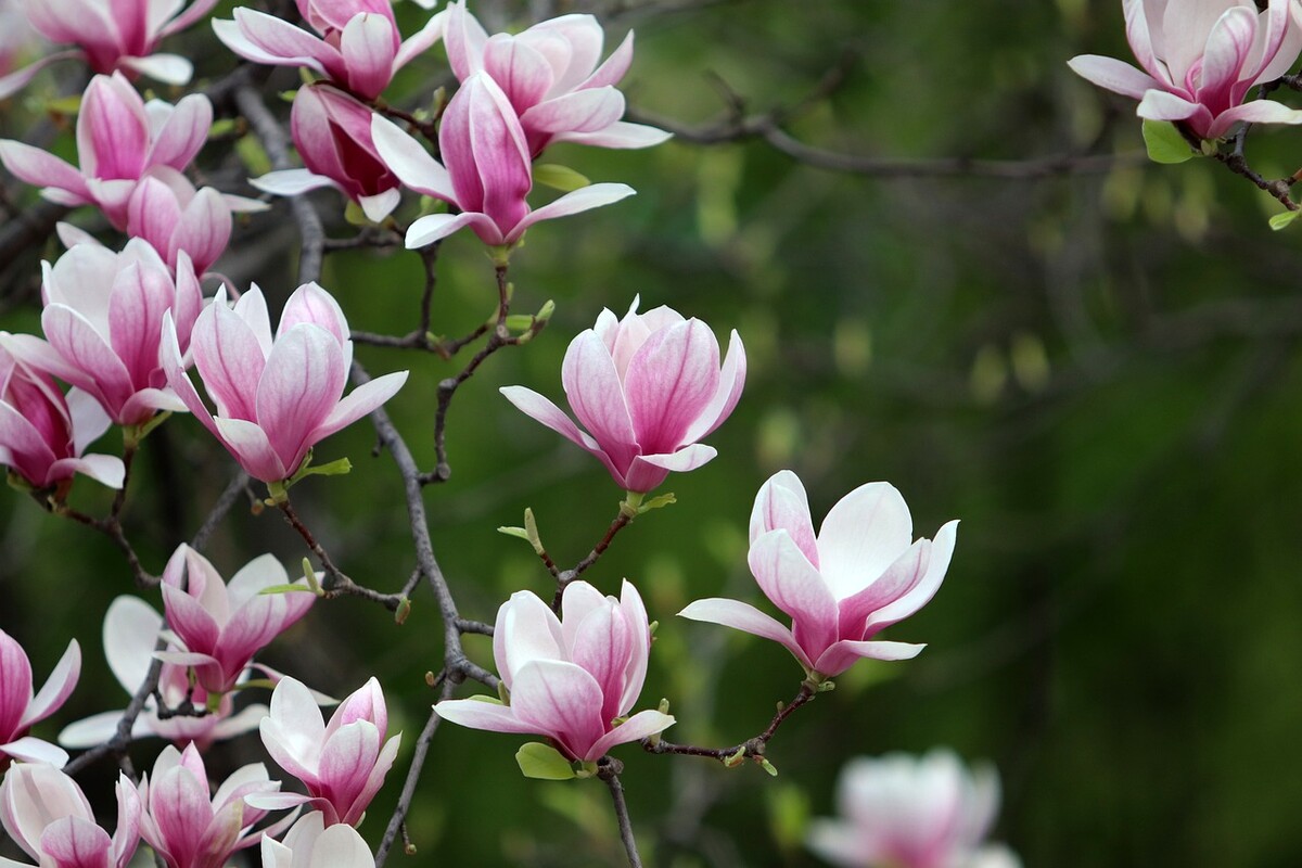 magnolia ruzovo biela