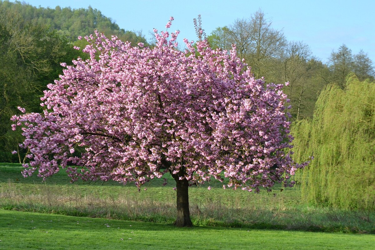 magnolia strom