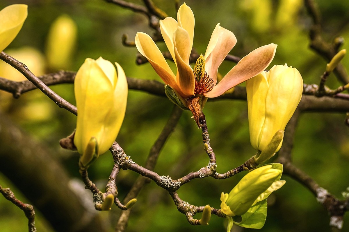 magnolia yellow bird zlta