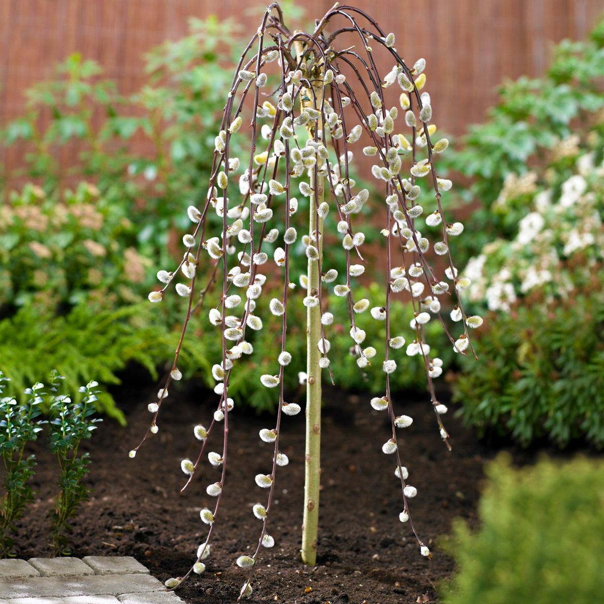 Salix caprea Pendula Tree 1