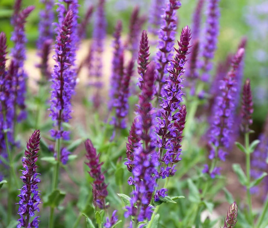 salvia