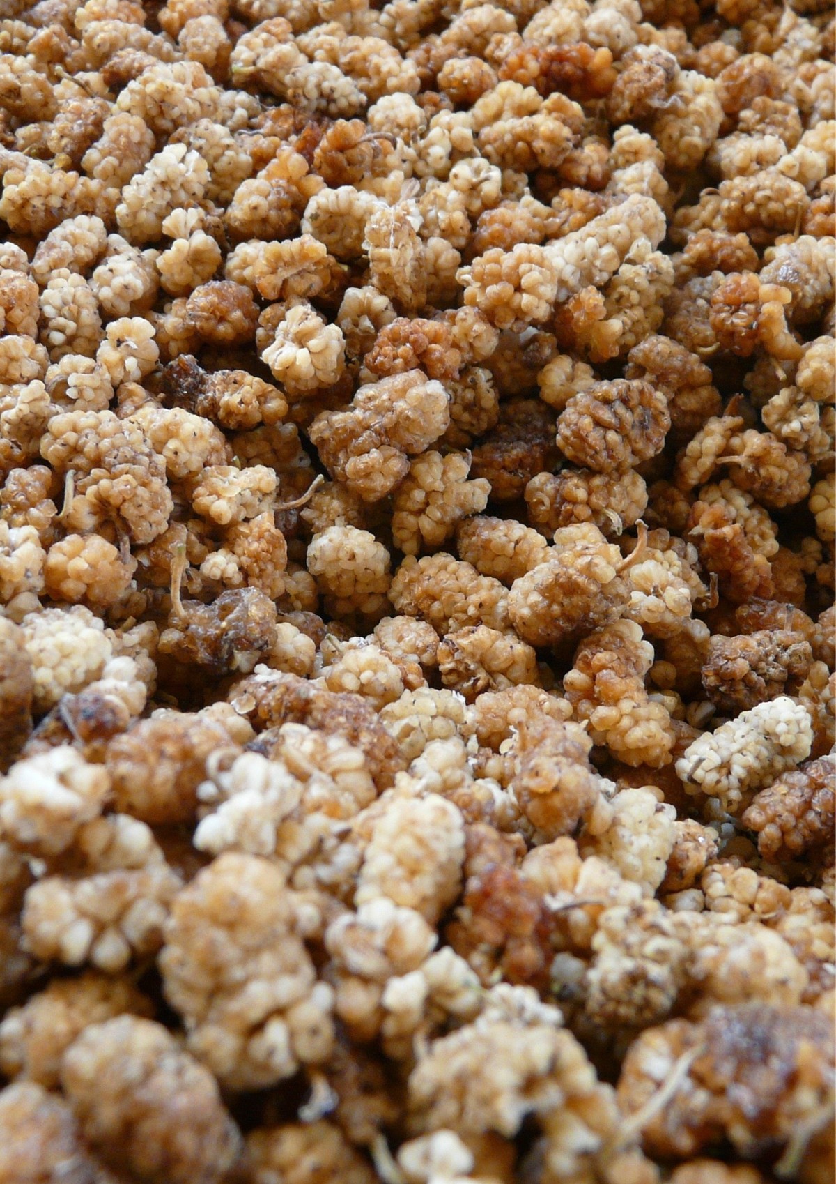 morusa biela plody susene