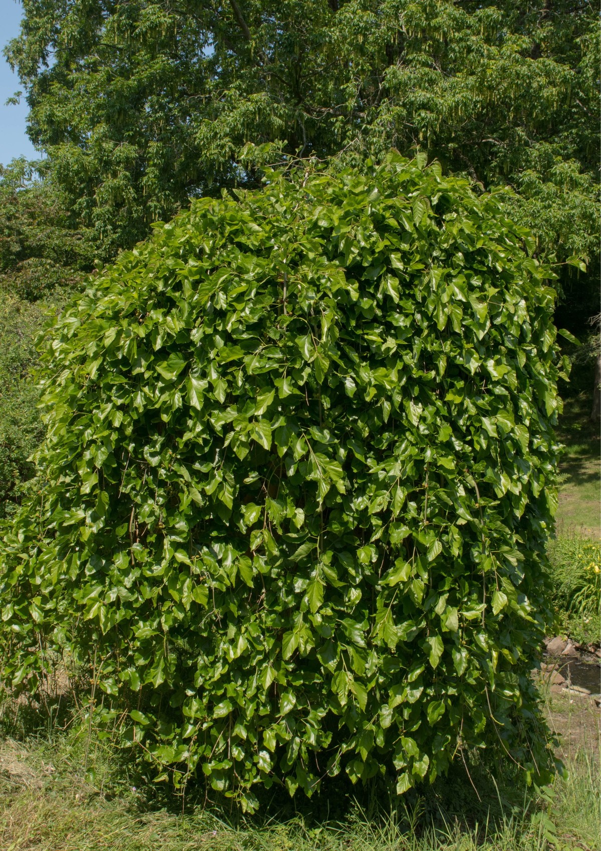 morusa biela strom