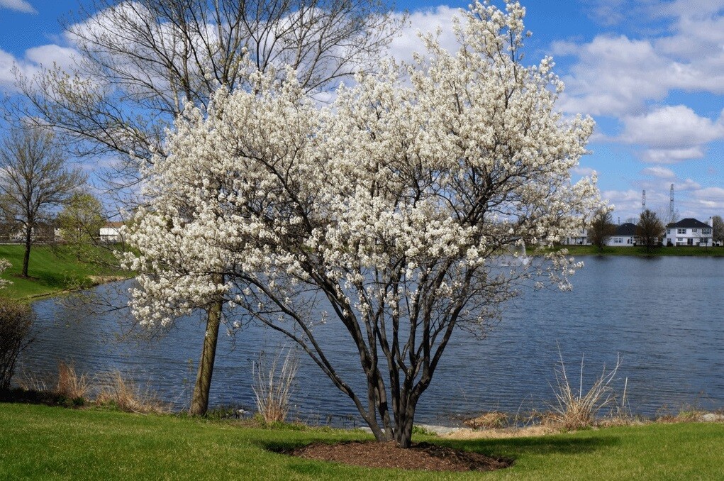 amelanchier muchovnik
