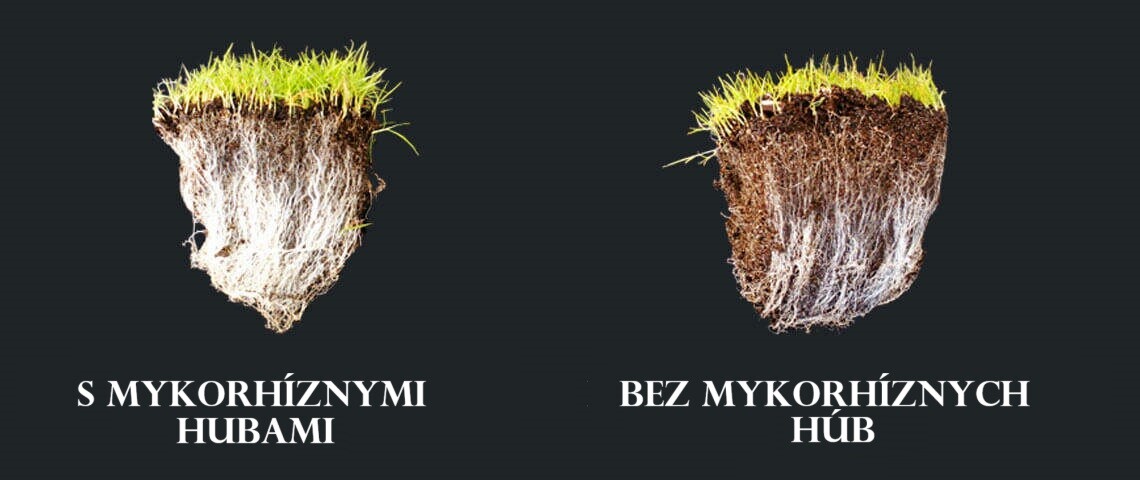 mycorrhizalfungi header