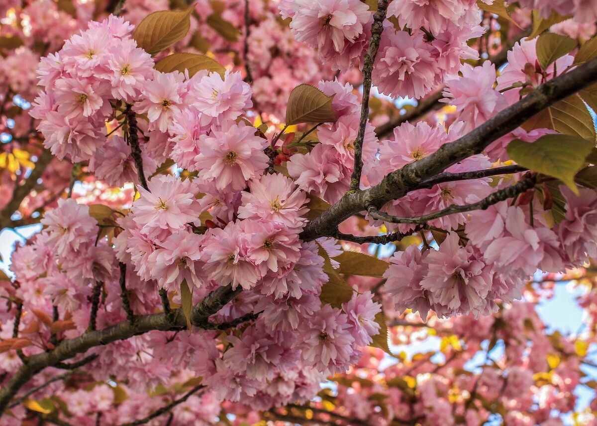sakura kanzan
