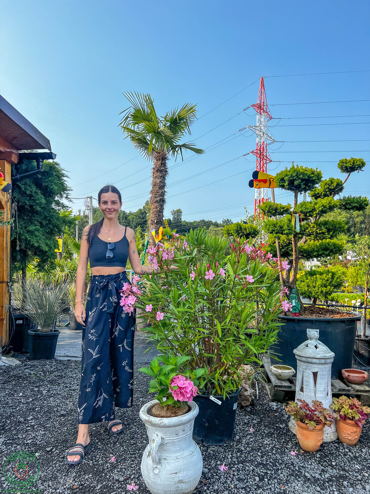 oleander obyvcajny