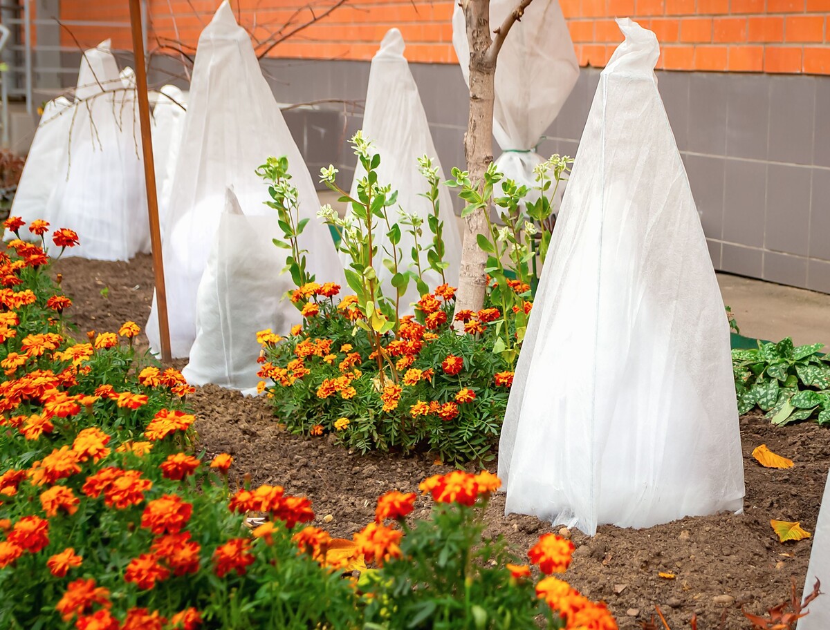 fruit trees covered for winter