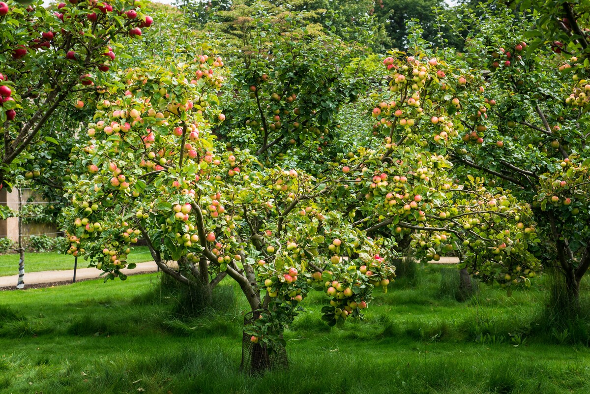 view apple tree field
