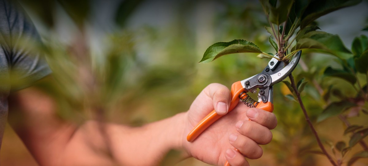 image of a Pruning apple tree in march