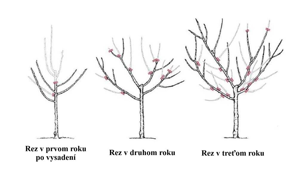 rez februar 1