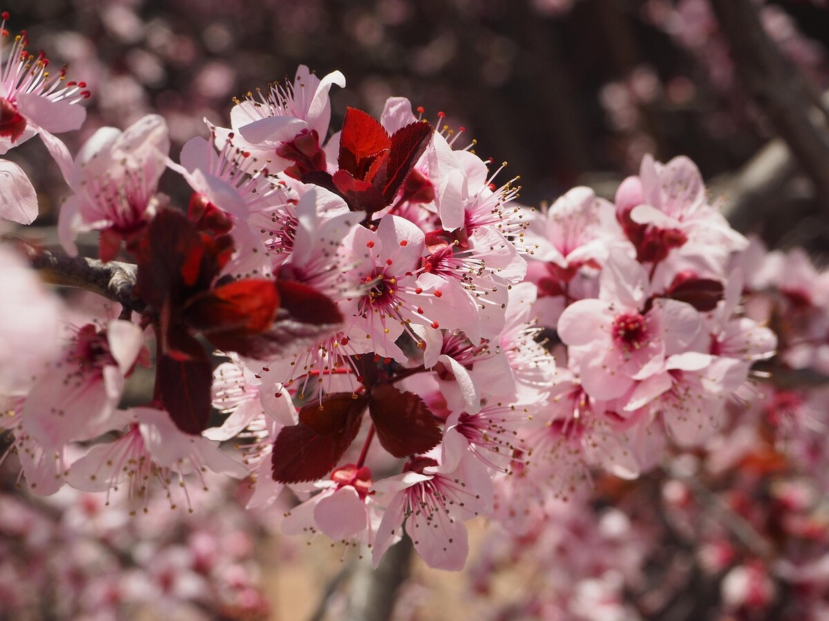 sakura 1