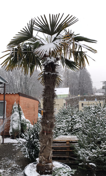 trachycarpus palma zazimovanie 1