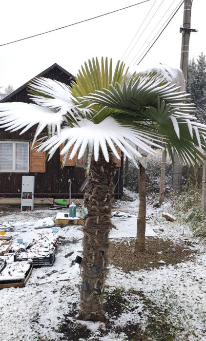 trachycarpus palma zazimovanie 2