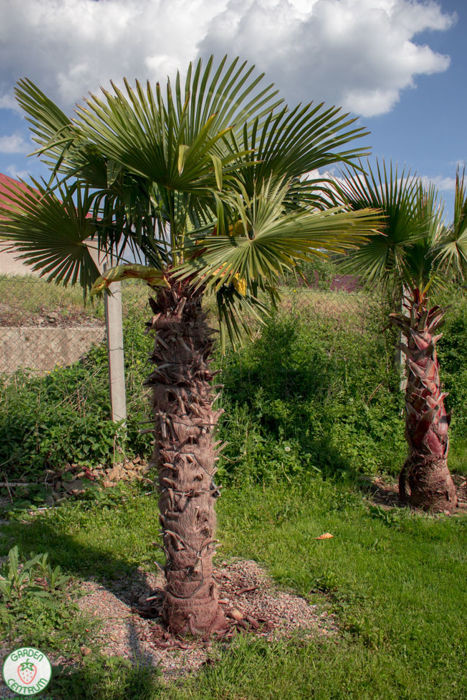 trachycarpus pestovanie palmy 2