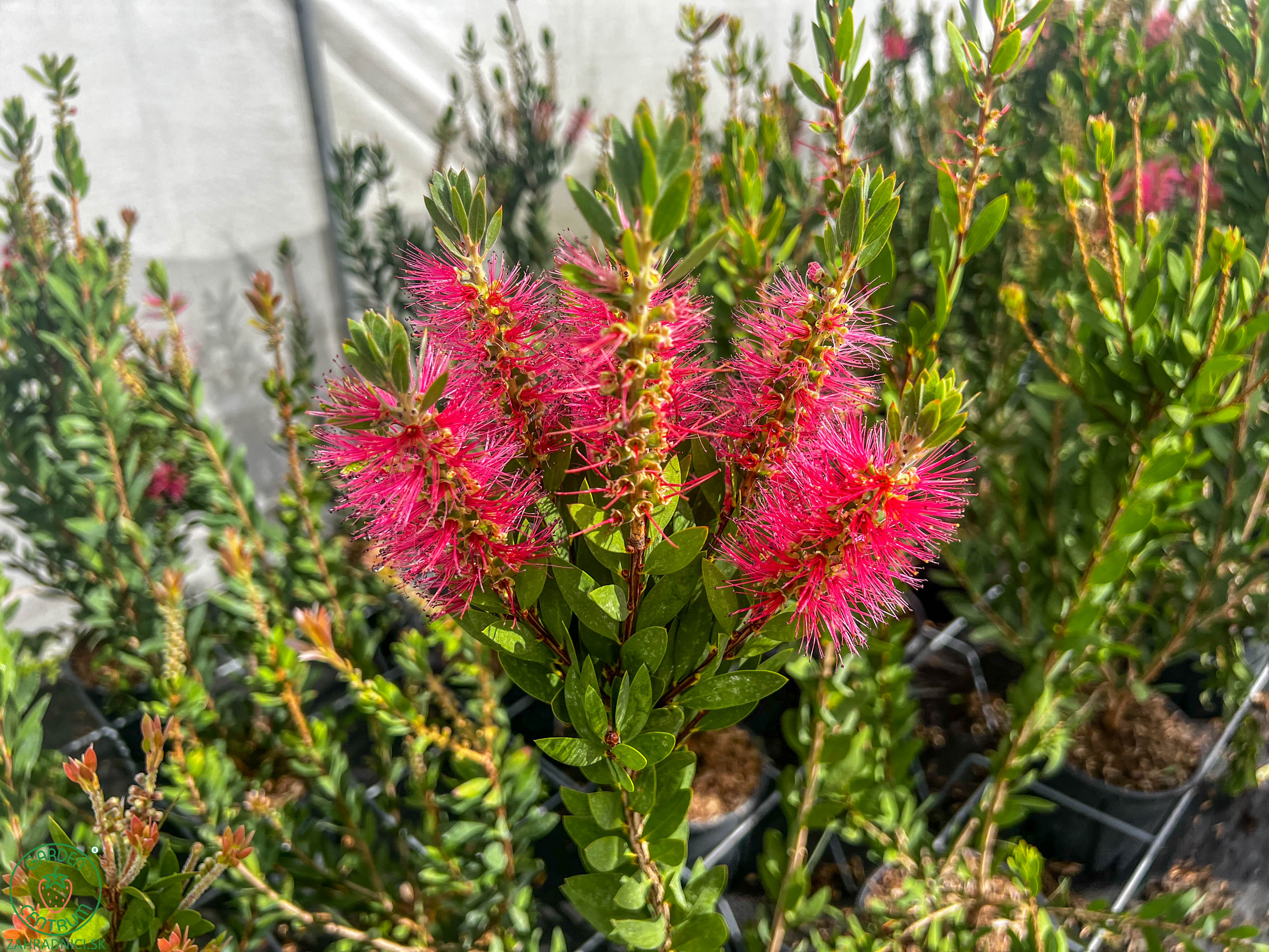callistemon ruzovy2