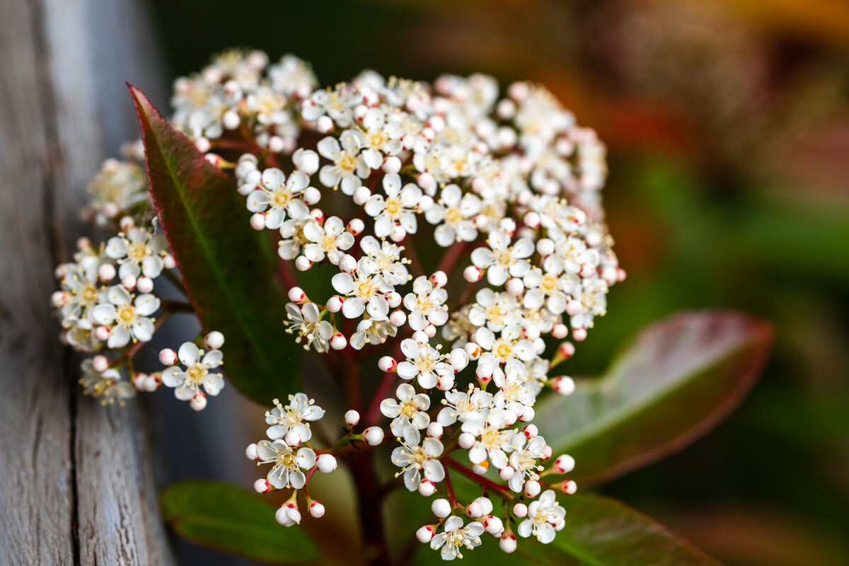 Flower of Photinia fraseri. Blooming Photinia fraseri, known as red tip photinia and Christmas berry, is a nothospecies in the rose family, Rosaceae. It is a hybrid between Photinia glabra and Photinia serratifolia.